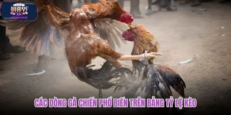 cac-dong-ga-chien-pho-bien-tren-bang-ty-le-keo