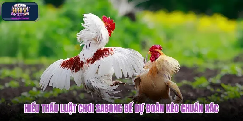 hieu-thau-luat-choi-sabong-de-du-doan-keo-chuan-xac