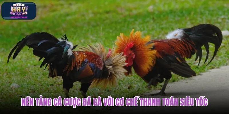 nen-tang-ca-cuoc-da-ga-voi-co-che-thanh-toan-sieu-toc