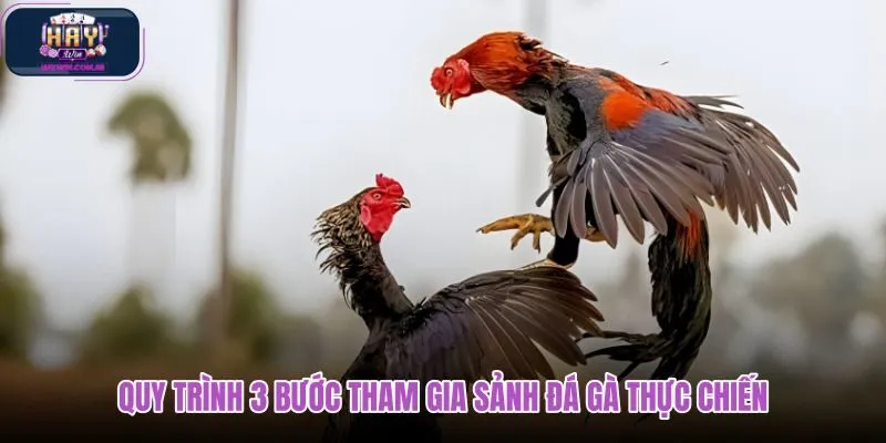 quy-trinh-3-buoc-tham-gia-sanh-da-ga-thuc-chien