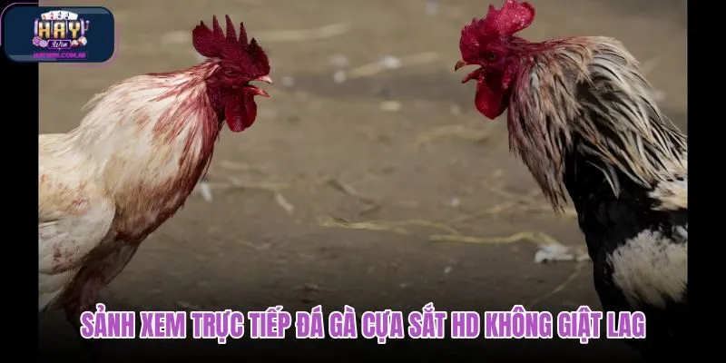 sanh-xem-truc-tiep-da-ga-cua-sat-hd-khong-giat-lag