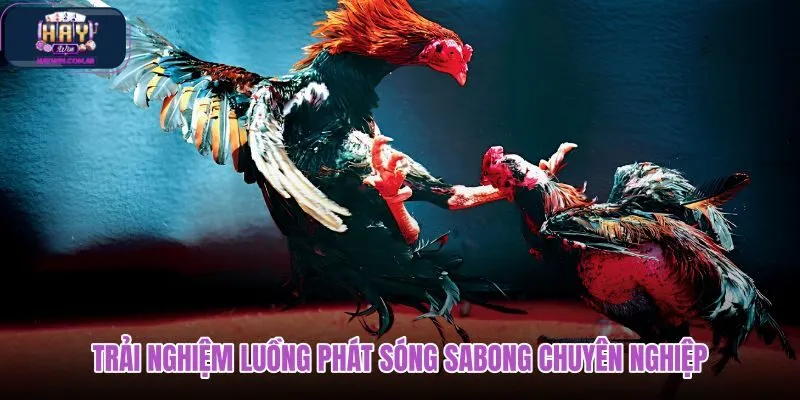 trai-nghiem-luong-phat-song-sabong-chuyen-nghiep