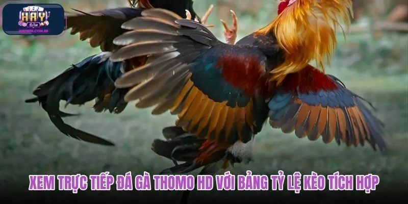 xem-truc-tiep-da-ga-thomo-hd-voi-bang-ty-le-keo-tich-hop